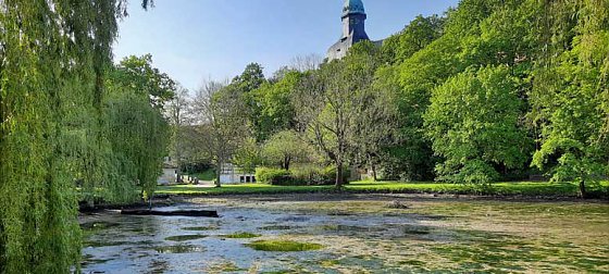 Bild: Wipper wird zum Problem f&uuml;r den kleinen Parkteich