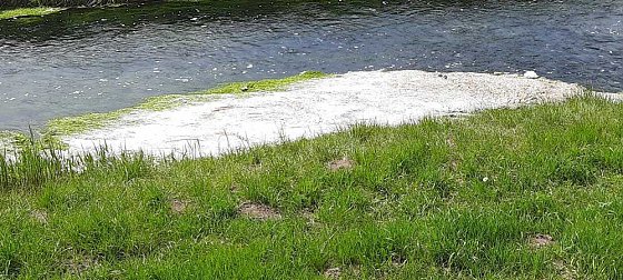 Bild: Wipper wird zum Problem f&uuml;r den kleinen Parkteich