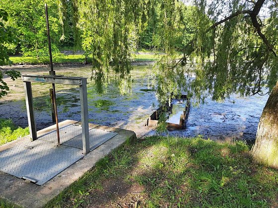 Bild: Wipper wird zum Problem f&uuml;r den kleinen Parkteich