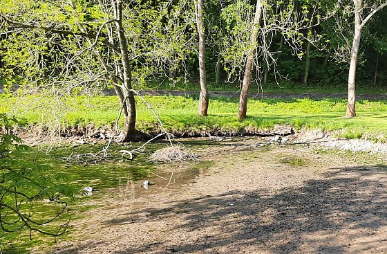 Bild: Wipper wird zum Problem f&uuml;r den kleinen Parkteich