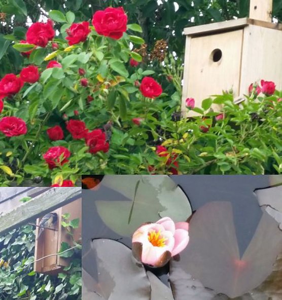 Bild: Geschichten &uuml;ber�n Gartenzaun in Gl&uuml;ckauf