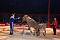 Circus Rolina gastiert in Nordhausen 