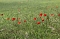 Klatschmohn in voller Bl&uuml;te