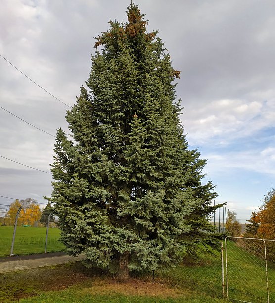 Bild: Weihnachtsbaum f&uuml;r den Markt gesichert