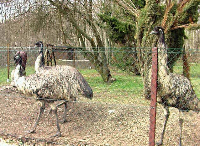 Bild: Emu