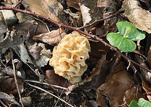 Bild: Entdecken Sie die Natur