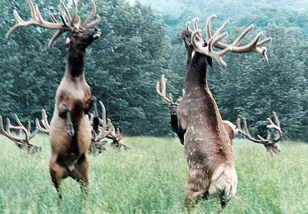 Bild: "Abenteuer Skandinavien"