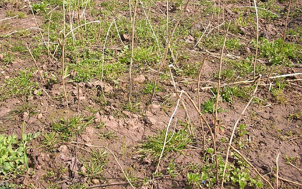 Bild: Nichtumgebrabenes gartenland