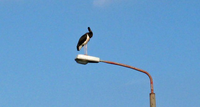Bild: Kopflos in Sondershausen