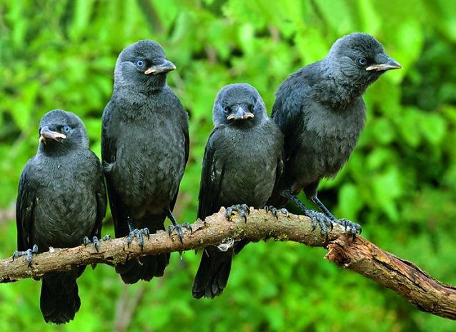 Bild: Vogel des n&auml;chsten Jahres