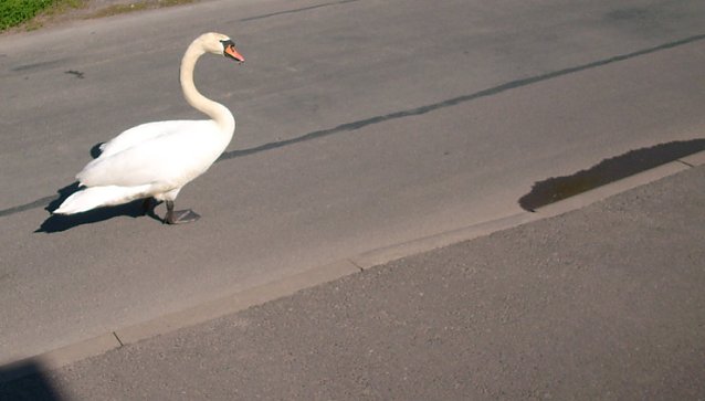 Bild: Schwan auf Wanderschaft