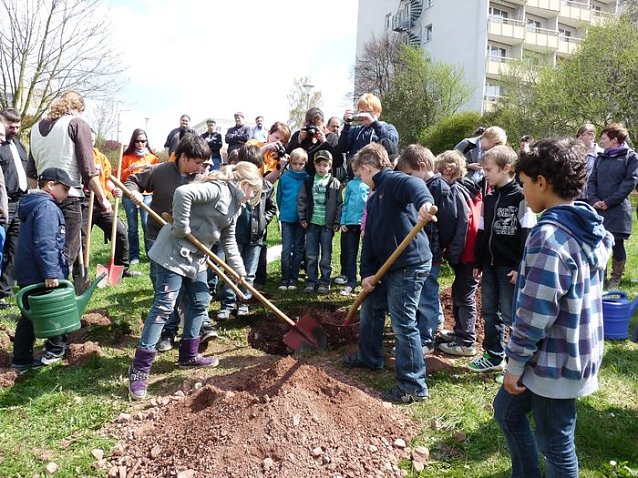 Bild: Baum des Jahres gepflanzt