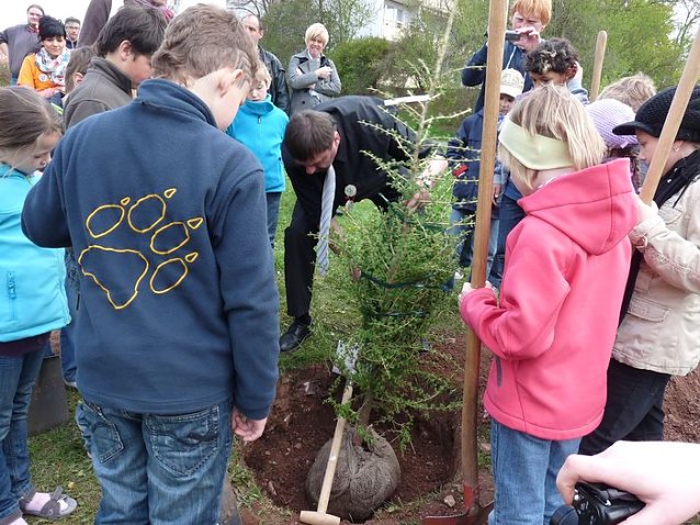 Bild: Baum des Jahres gepflanzt