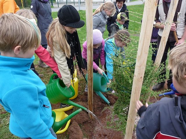 Bild: Baum des Jahres gepflanzt