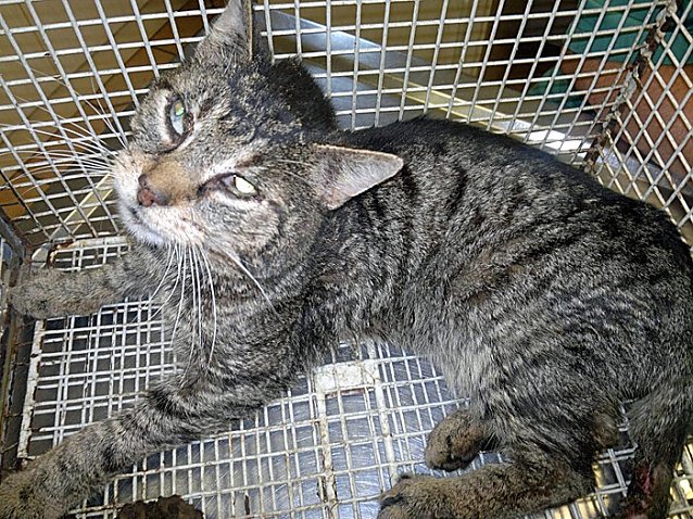 Bild: Besitzer des Katers gesucht