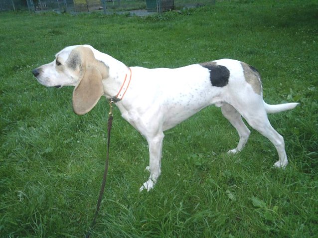 Bild: Jagdhund sucht seinen Besitzer