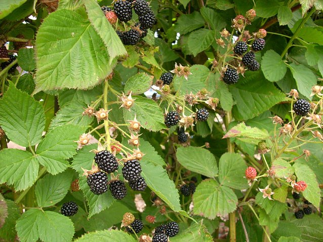 Bild: Reife Brombeeren