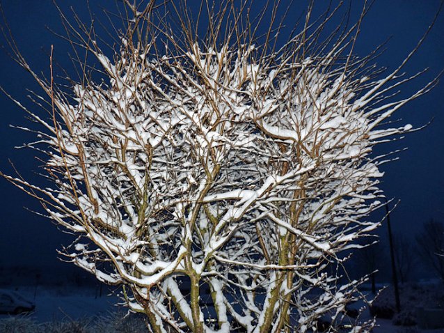 Bild: Poesie des Winters