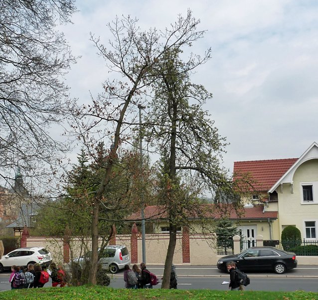 Bild: Der besondere Apfelbaum