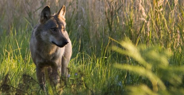 Bild: Wolf