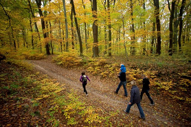 Bild: Goldener Herbst in der Hohen Schrecke