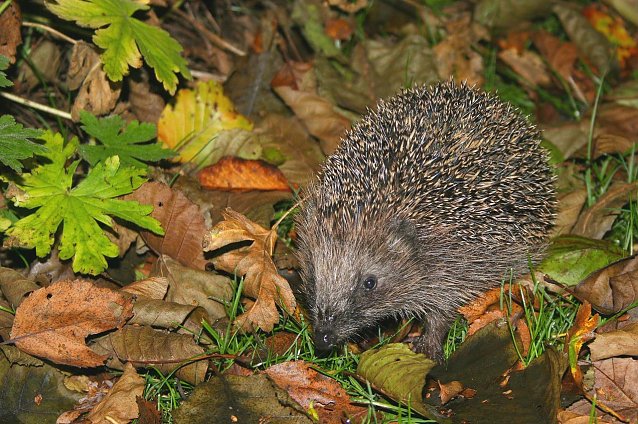 Bild: Igel beim &Uuml;berwintern helfen