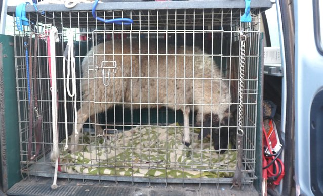 Bild: Schaf im &Ouml;stertal eingefangen
