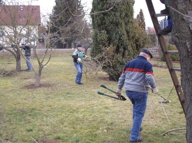 Bild: Baumschnitt im Kita-Projektgarten