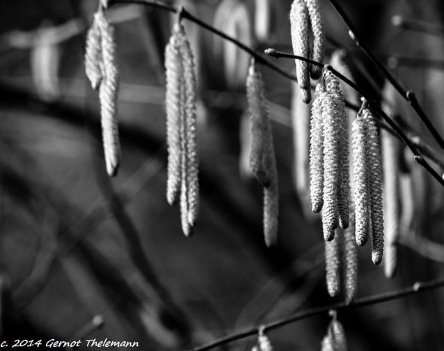 Bild: Wetter-Bild