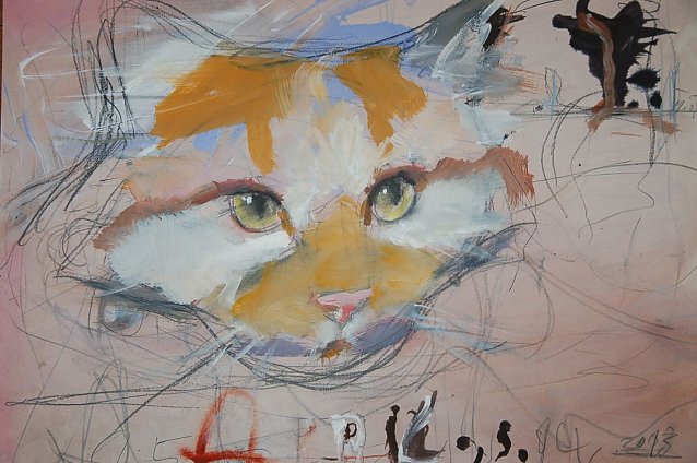 Bild: Katze