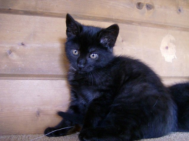 Bild: Brief einer Katze