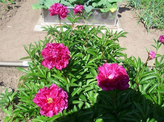 Bild: Erste Rosenbl&uuml;te bereits zu Pfingsten