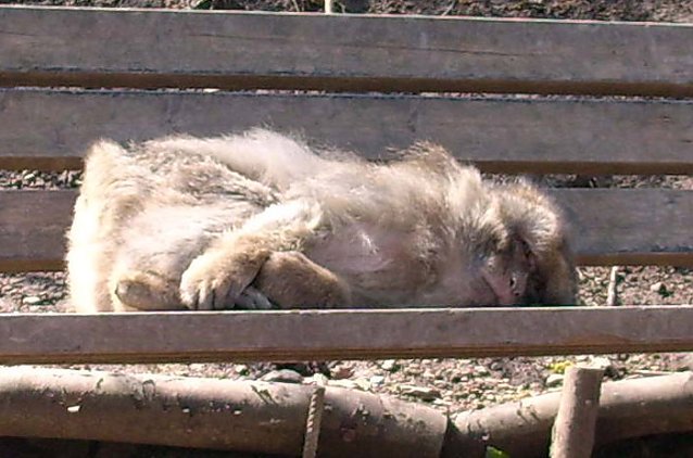 Bild: Schlafender Affe