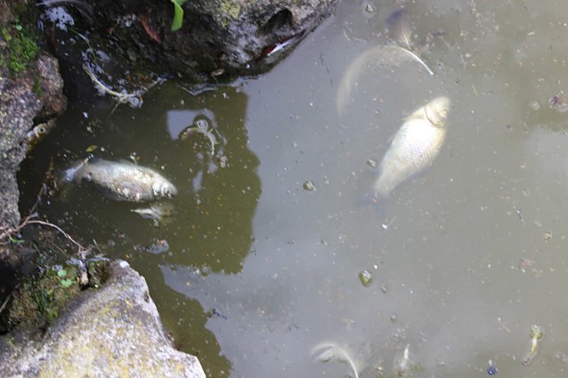 Bild: Fischsterben