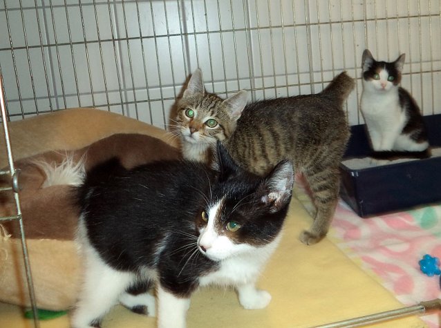 Bild: Dreierpack im Tierheim