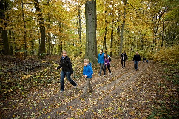 Bild: Goldener Herbst