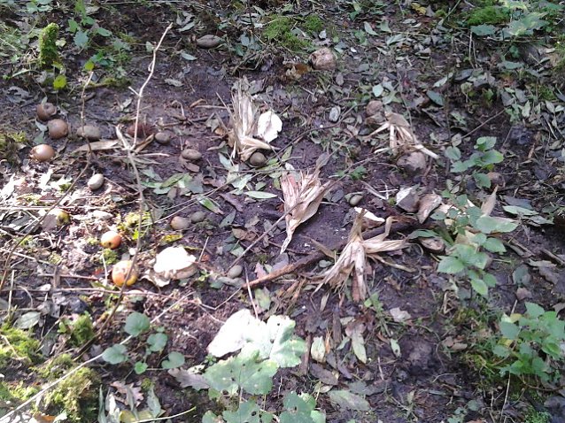 Bild: Futterstelle Heringen