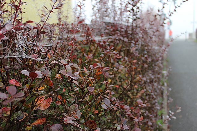 Bild: Filigranes aus Sondershausen