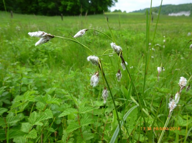 Bild: Das in Th&uuml;ringen gef&auml;hrdete Schmalbl&auml;ttrige Wollgras (Eriophorum angustifolium) war seit mehr als 20 Jahren in der R&uuml;digsdorfer Schweiz nicht mehr nachgewiesen worden.
