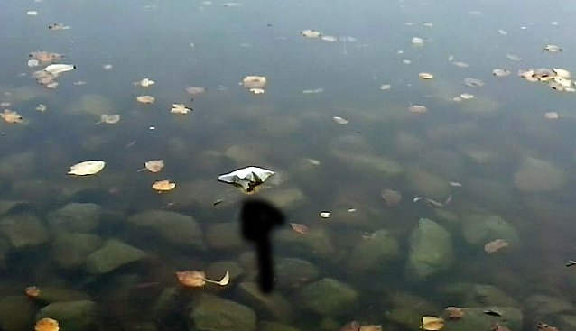 Bild: Fischsterben geht weiter!
