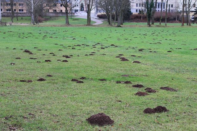 Bild: Maulwurfsinvasion im Schlosspark Sondershausen?
