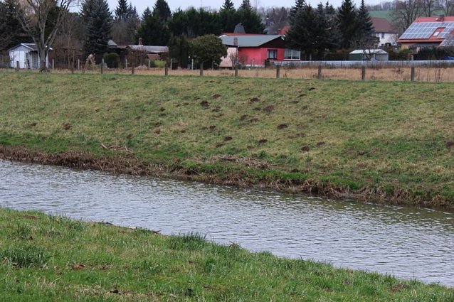 Bild: Maulwurfsinvasion im Schlosspark Sondershausen?