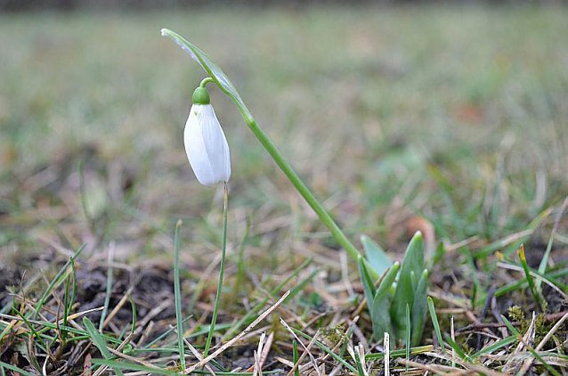 Bild: Fr&uuml;hling in Greu&szlig;en?
