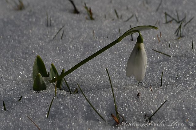 Bild: Winter in Greu&szlig;en