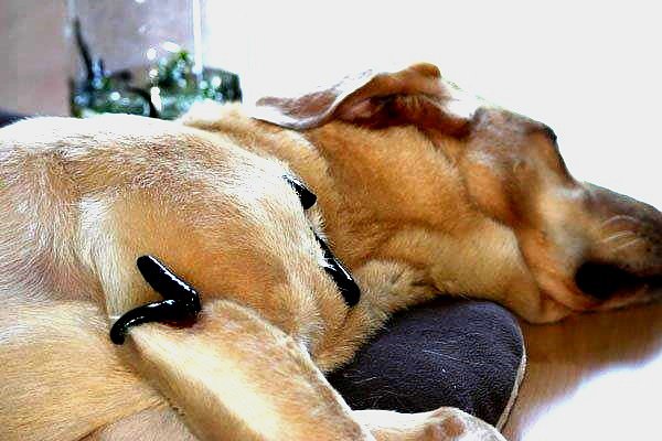 Bild: Blutegeltherapie f&uuml;r Hunde