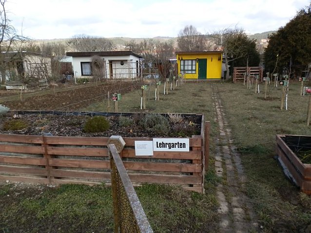 Bild: Obstbaumschnitt im Kyffh&auml;userkreis