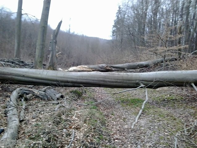 Bild: Riese Timpetu in der Windleite?