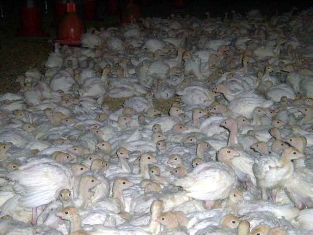 Bild: kn- Forum: Tierversuchstag 2015