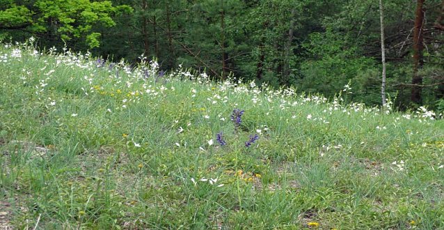 Bild: Landschaftspflege rund um den Schlachtberg...