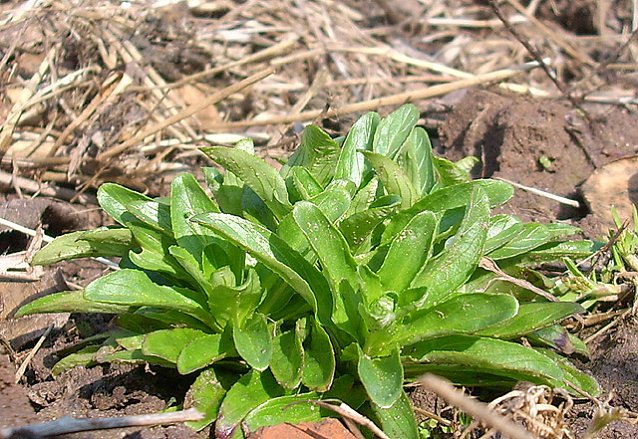 Bild: Feldsalat